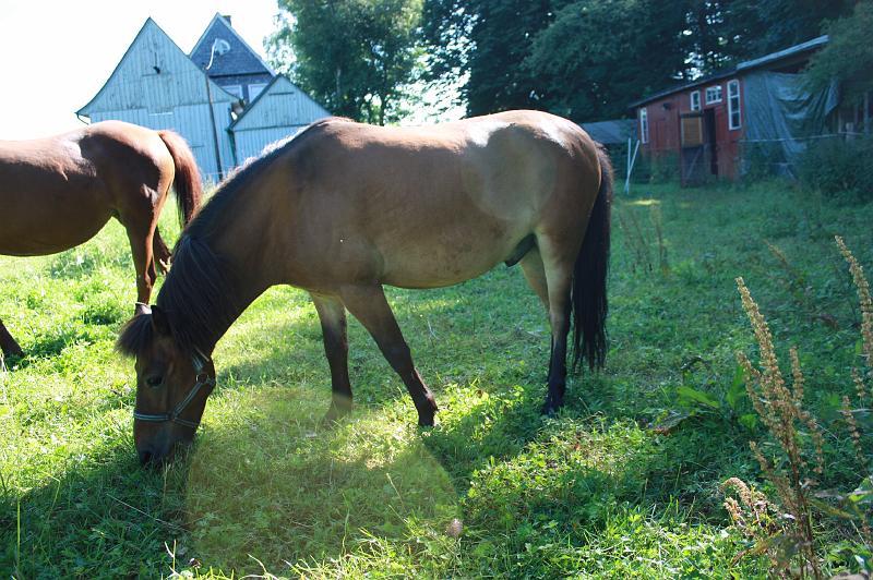 Ponys 23.07.12 073.JPG